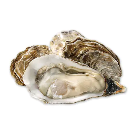 Korea Oyster M - 144 pieces