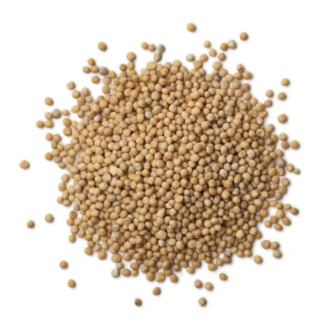 Mustard seeds, yellow, 30g